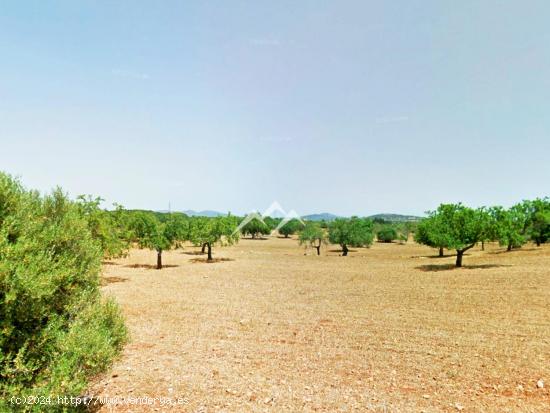  Terreno de 14.792 m2 con proyecto de vivienda y piscina en Manacor - BALEARES 