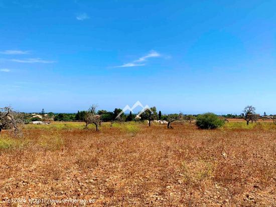 Terreno de 14.038 m2 con proyecto de vivienda y piscina en Manacor - BALEARES