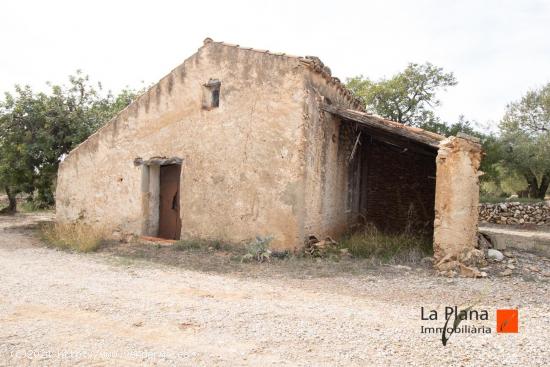 FINCA DE OLIVOS EN VENTA EN LA GALERA (TARRAGONA) - TARRAGONA