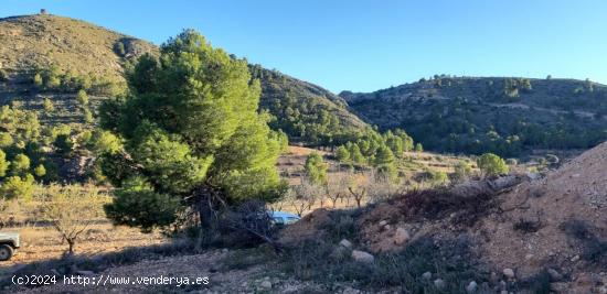 CORTIJO EN LA ROMANA - ALICANTE