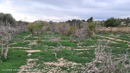 Terreno de 8000m2 con agua de riego, cerca de Villajoyosa.