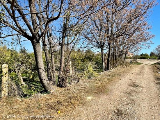 TERRENO DE HUERTA CON MUCHO ARBOLADO EN NONDUERMAS - MURCIA