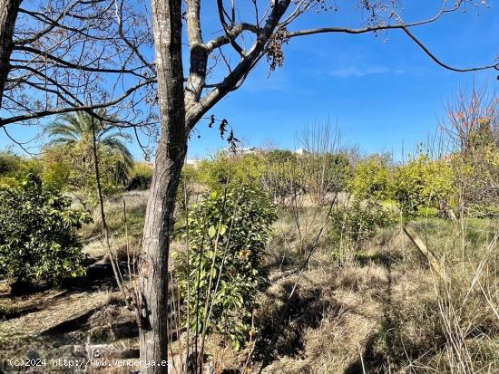 TERRENO DE HUERTA CON MUCHO ARBOLADO EN NONDUERMAS - MURCIA