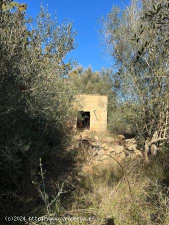 PARCELA RUSTICA CON CASETA - BALEARES