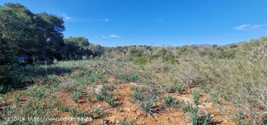 SE VENDE TERRENO CON GRAN PROYECTO. - BALEARES