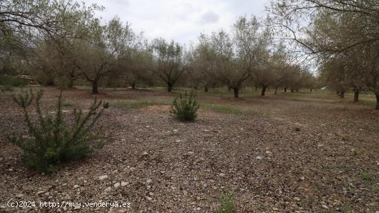  Finca de olivos - TARRAGONA 