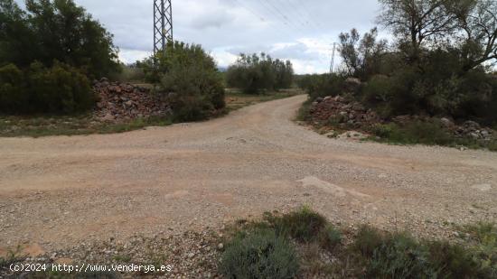 Finca de olivos - TARRAGONA