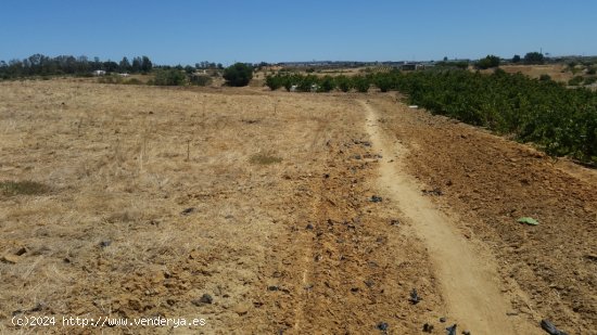 Suelo rústico en Venta en Palma Del Condado, La Huelva