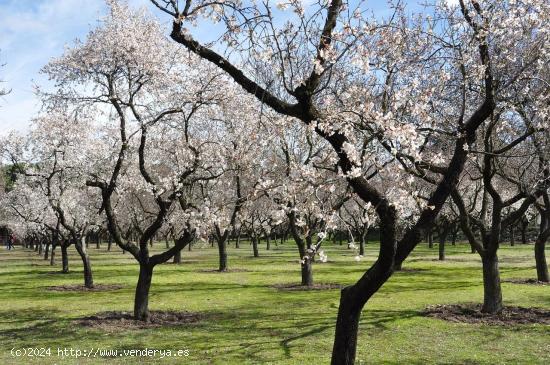 Finca de 170 hectáreas de almendros y olivos - MURCIA