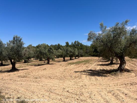 Finca en la montaña con privacidad - TERUEL