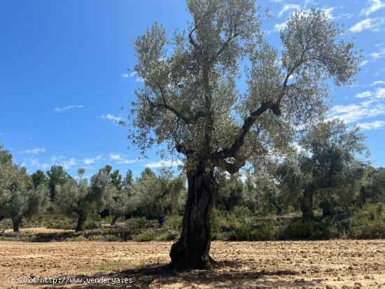 Finca en la montaña con privacidad - TERUEL