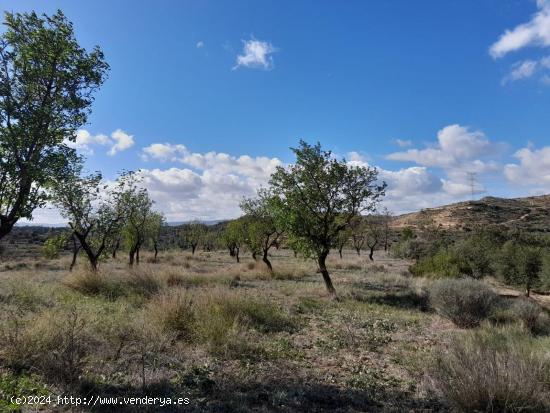 OPORTUNIDAD FINCA RUSTICA DE REGADIO CON CONSTRUCCIONES A REHABILITAR EN VINEBRE - TARRAGONA