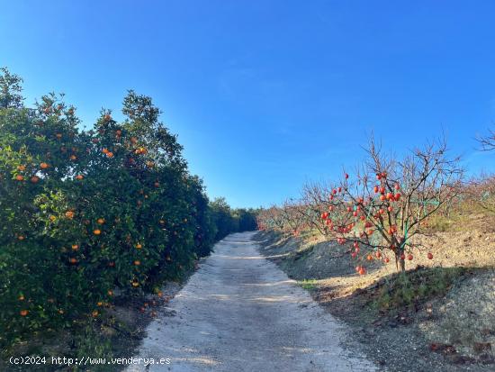 ¡Bienvenido al paraíso rural en Barxeta, Valencia! - VALENCIA