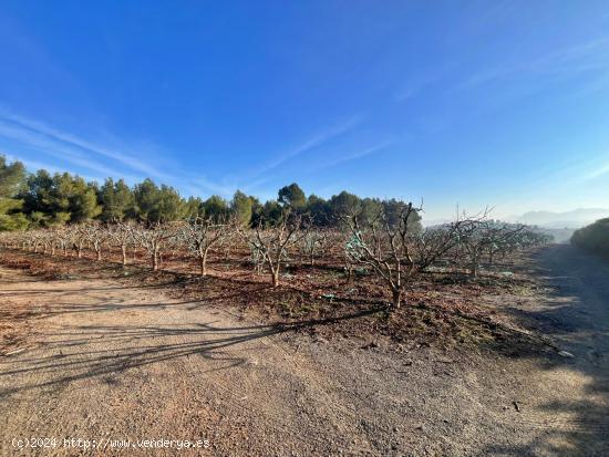 ¡Bienvenido al paraíso rural en Barxeta, Valencia! - VALENCIA