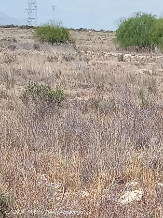 SUELO EN GIRASOLES - ALICANTE