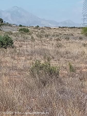 SUELO EN GIRASOLES - ALICANTE