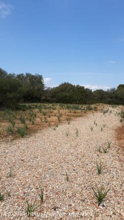 Venta de finca 230.000 m2 - 292m2 edificables - Llucmajor - BALEARES