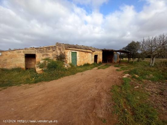 Finca Rústica a reformar entre Inca y Muro - BALEARES