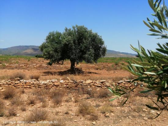 EXCEPCIONAL TERRENO  EN LOS ALMAGROS - MURCIA