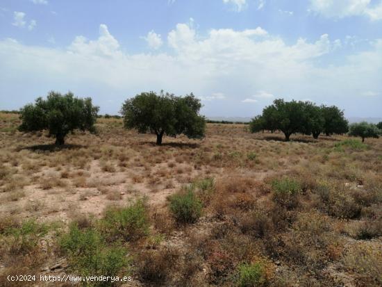 EXCEPCIONAL TERRENO  EN LOS ALMAGROS - MURCIA