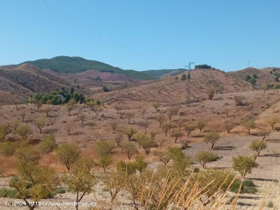 DISFRUTA DEL MONTE CON ALMENDROS, OLIVOS Y FRUTALES - MURCIA