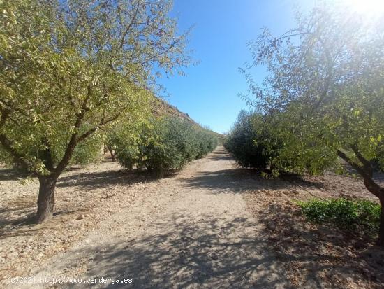 DISFRUTA DEL MONTE CON ALMENDROS, OLIVOS Y FRUTALES - MURCIA