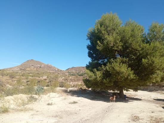 DISFRUTA DEL MONTE CON ALMENDROS, OLIVOS Y FRUTALES - MURCIA