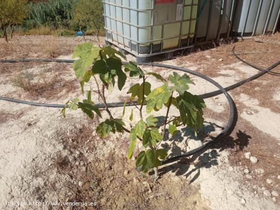 DISFRUTA DEL MONTE CON ALMENDROS, OLIVOS Y FRUTALES - MURCIA