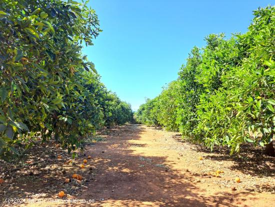 2 terrenos rurales en Carcaixent - Pujada de Maseres - VALENCIA