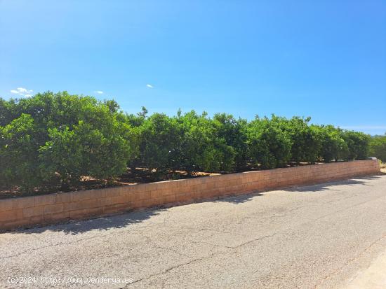 2 terrenos rurales en Carcaixent - Pujada de Maseres - VALENCIA