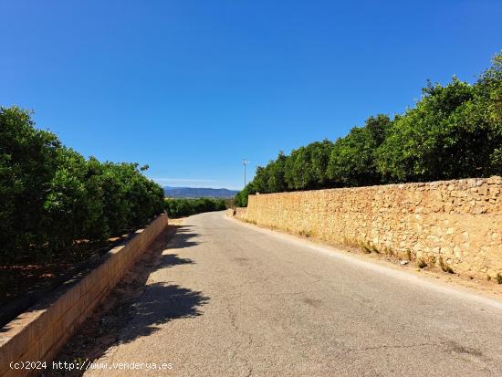 2 terrenos rurales en Carcaixent - Pujada de Maseres - VALENCIA