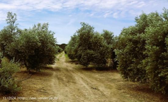 FINCA DE OLIVAR Y TIERRA CALMA EN VILLAMANRIQUE DE 6 HECTÁREAS - SEVILLA