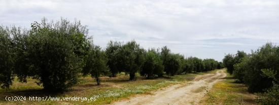 FINCA DE OLIVAR Y TIERRA CALMA EN VILLAMANRIQUE DE 6 HECTÁREAS - SEVILLA