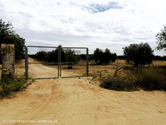 FINCA DE OLIVAR Y TIERRA CALMA EN VILLAMANRIQUE DE 6 HECTÁREAS - SEVILLA