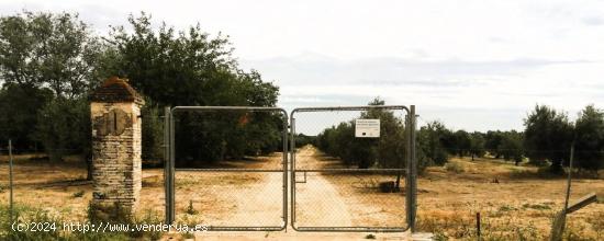 FINCA DE OLIVAR Y TIERRA CALMA EN VILLAMANRIQUE DE 6 HECTÁREAS - SEVILLA