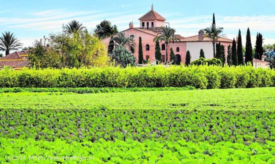 CASA DE HUERTA LEGALIZADA sobre finca de limoneros de 3.900m2 - MURCIA