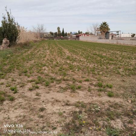  TERRENO RUSTICO EN ZARANDONA - MURCIA 