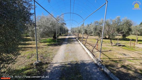 Finca en Güevéjar, AGUA potable y luz eléctrica y DOS pozos, piscina, cultivo de olivos. - GRANAD