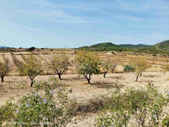 Suelo rústico en Venta en Pinoso Alicante