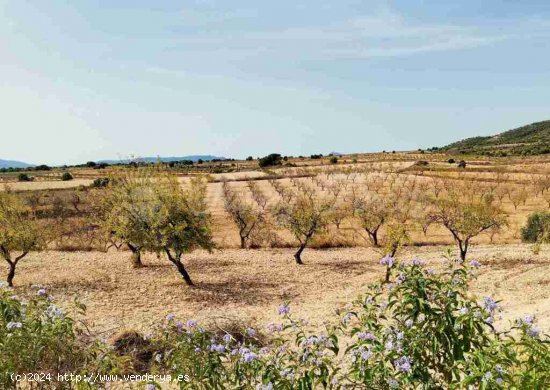 Suelo rústico en Venta en Pinoso Alicante