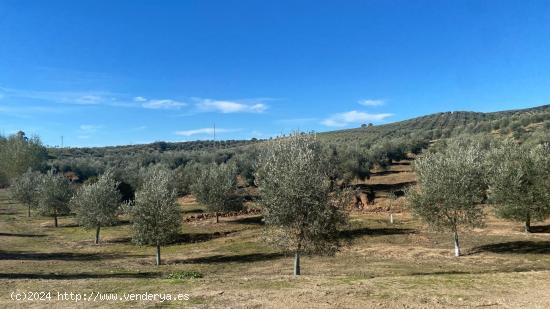 De la Tierra a la Botella: Tu Finca de Olivar con Almazara Exclusiva - CORDOBA