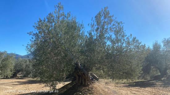 De la Tierra a la Botella: Tu Finca de Olivar con Almazara Exclusiva - CORDOBA