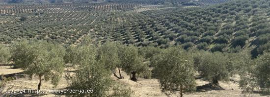 De la Tierra a la Botella: Tu Finca de Olivar con Almazara Exclusiva - CORDOBA