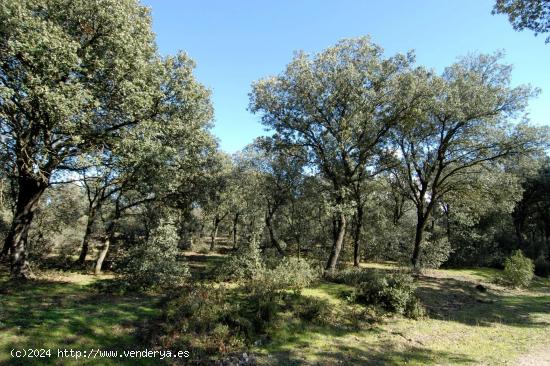 ESPECTACULAR FINCA DE LUJO CON HÍPICA - BARCELONA