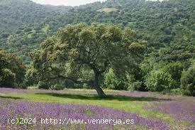 ESPECTACULAR FINCA DE LUJO CON HÍPICA - BARCELONA