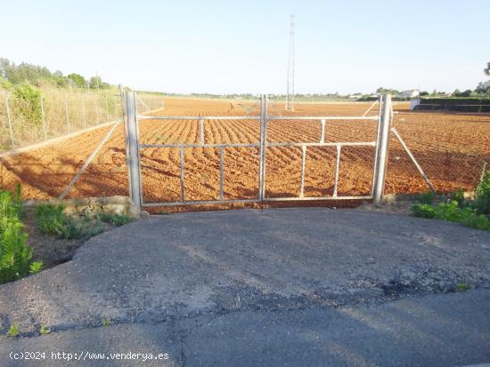 Finca rústica de 3.725 M2 a pié de carretera y con salida directa a la misma. - SEVILLA