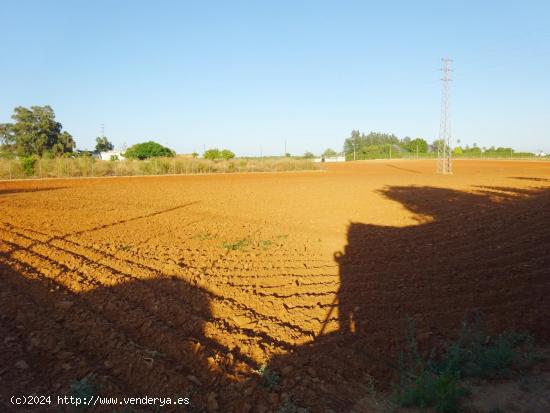 Finca rústica de 3.725 M2 a pié de carretera y con salida directa a la misma. - SEVILLA