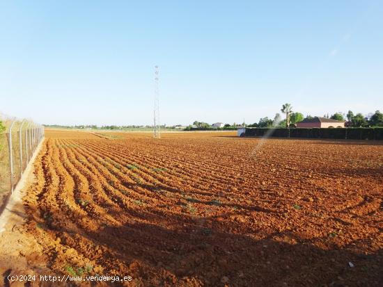 Finca rústica de 3.725 M2 a pié de carretera y con salida directa a la misma. - SEVILLA