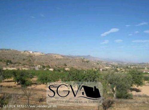 SE VENDE CAMPO EN LA ROMANA - ALICANTE