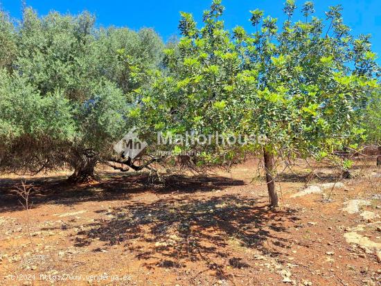 Se Vende en Santa Margalida - BALEARES